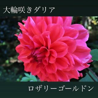 春植え球根 大輪咲き ロザリーゴールドン レッドカラー 1球根(その他)