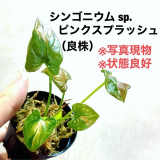 ◆シンゴニウム・ピンクスプラッシュ  #植物さかな屋　観葉植物　パルダリウム(その他)