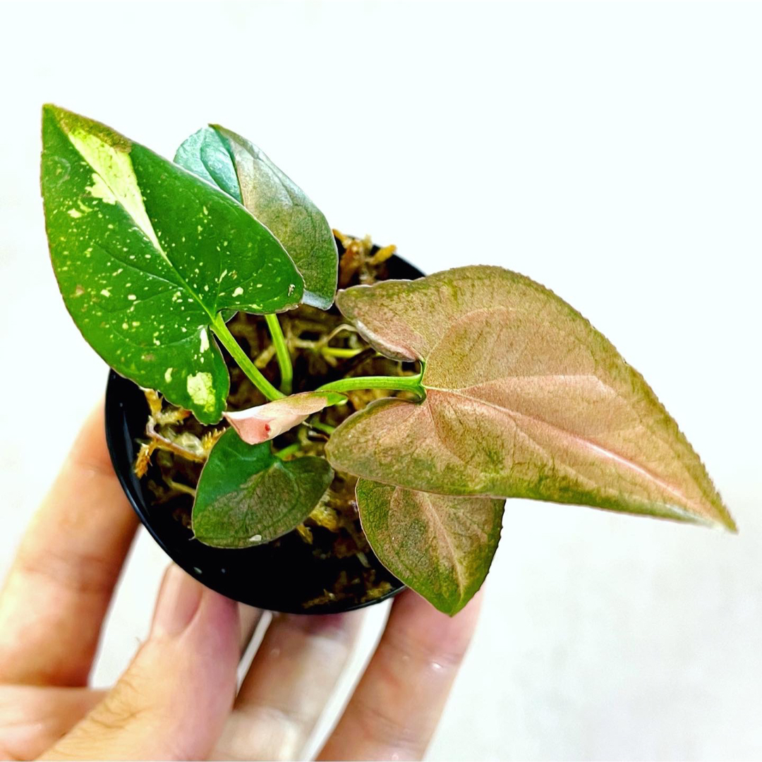 ◆シンゴニウムレッドスポットトリカラー  #植物さかな屋　観葉植物　パルダリウム ハンドメイドのフラワー/ガーデン(その他)の商品写真