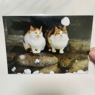 岩合光昭さん　三毛猫のポストカード(写真)