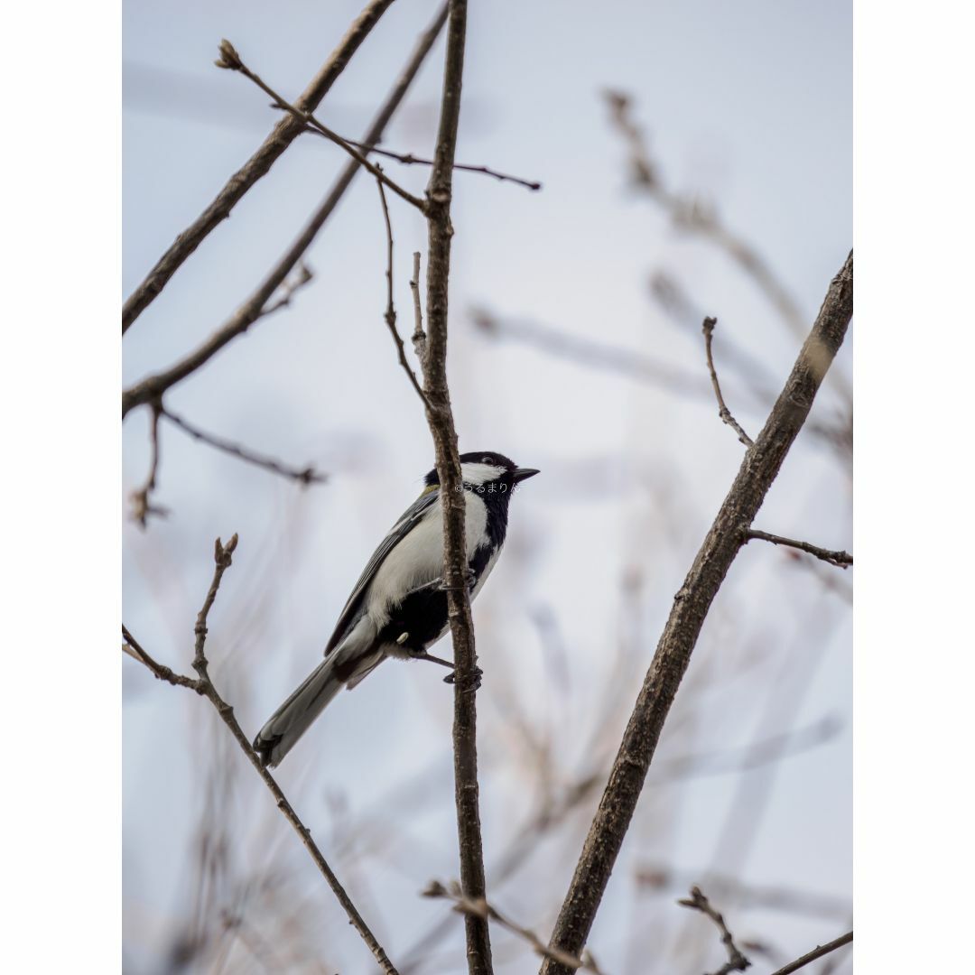 OLYMPUS(オリンパス)の最安出品！Olympus M.ZUIKO 100-400mm F5.0-6.3 スマホ/家電/カメラのカメラ(レンズ(ズーム))の商品写真