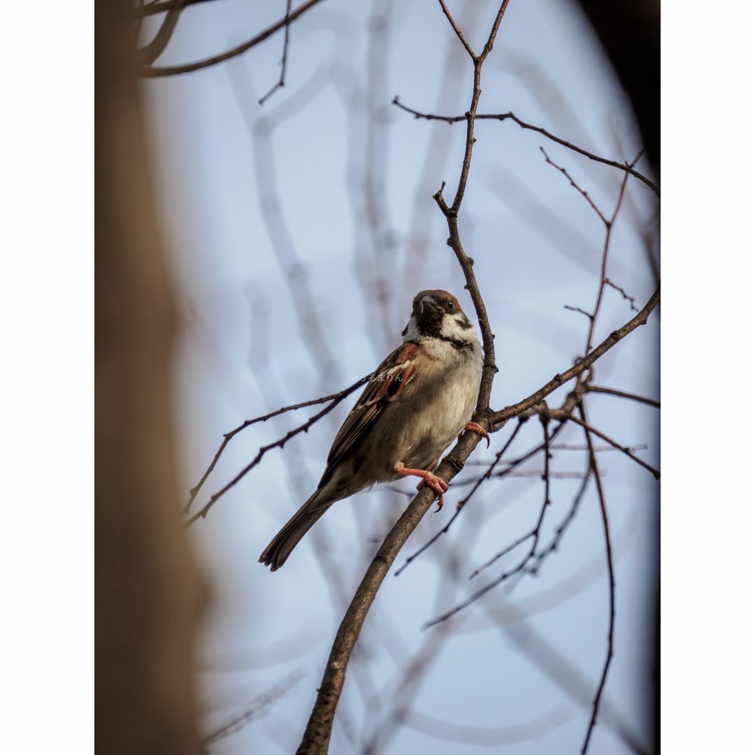 OLYMPUS(オリンパス)の最安出品！Olympus M.ZUIKO 100-400mm F5.0-6.3 スマホ/家電/カメラのカメラ(レンズ(ズーム))の商品写真