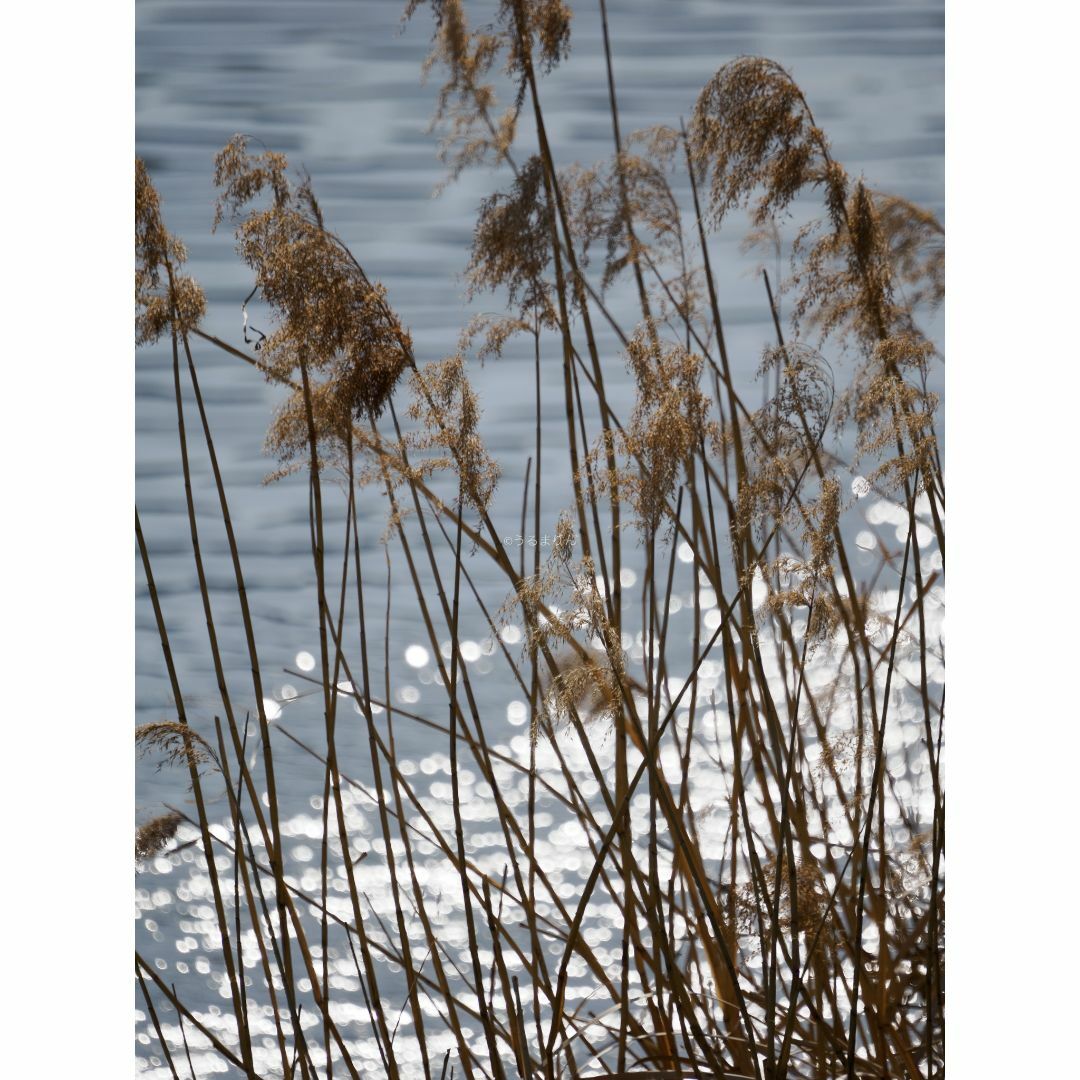 OLYMPUS(オリンパス)の最安出品！Olympus M.ZUIKO 100-400mm F5.0-6.3 スマホ/家電/カメラのカメラ(レンズ(ズーム))の商品写真