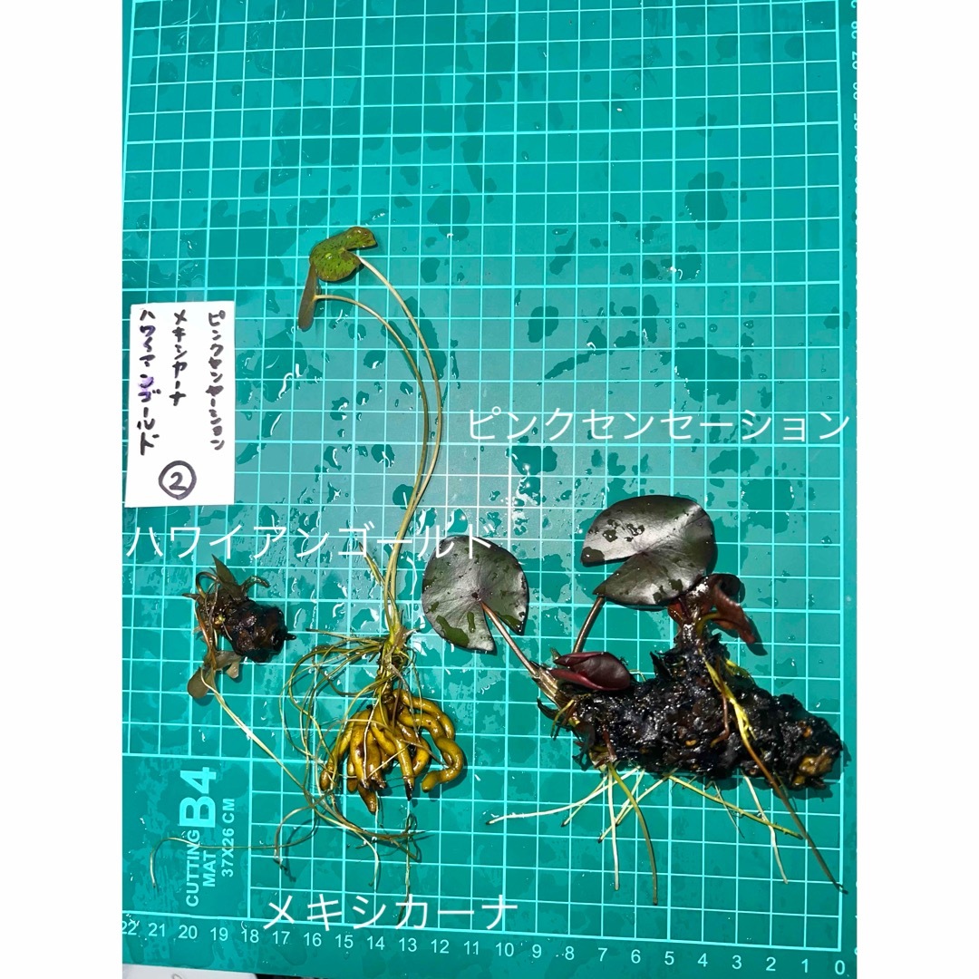 温帯睡蓮ピンクセンセーション&ハワイアンゴールド ハンドメイドのフラワー/ガーデン(プランター)の商品写真