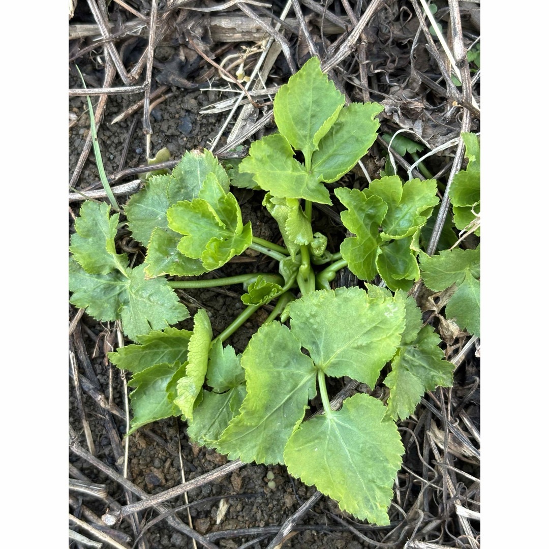 みつば  ミツバ  三つ葉  ちび苗  抜き苗  8苗 食品/飲料/酒の食品(野菜)の商品写真