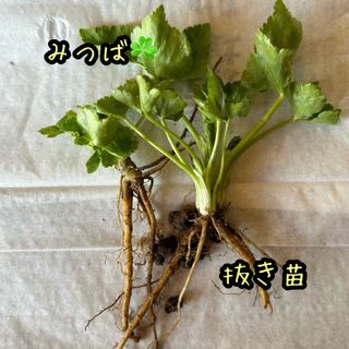 みつば  ミツバ  三つ葉  ちび苗  抜き苗  8苗(野菜)