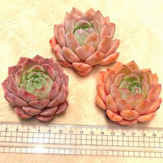 多肉植物 ECHEVERIA シェイク 大苗 カット苗(その他)