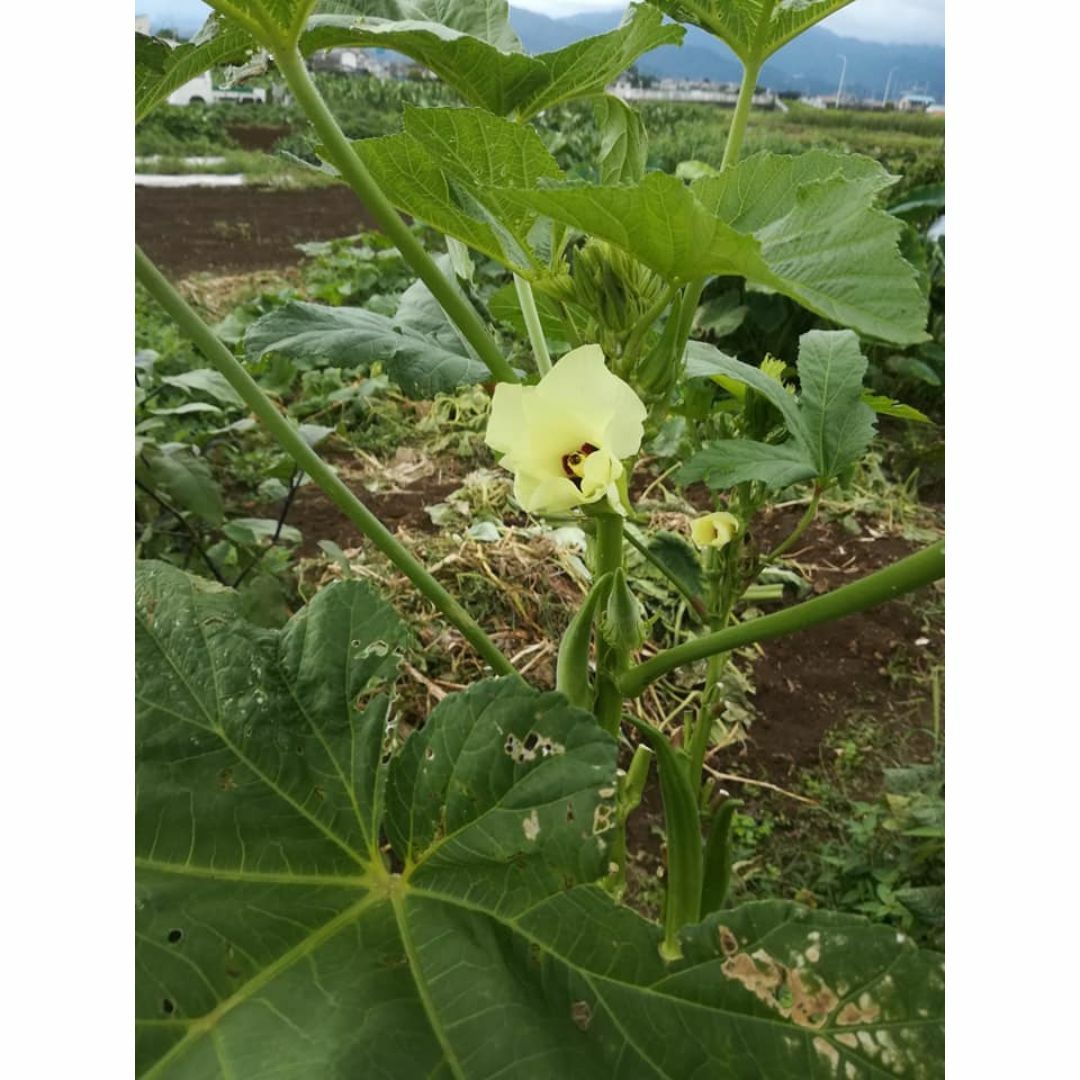 ■■今が播き時■■　！増量中！【丸オクラ　おくら】　自家採種　自然農法　自然栽培 食品/飲料/酒の食品(野菜)の商品写真