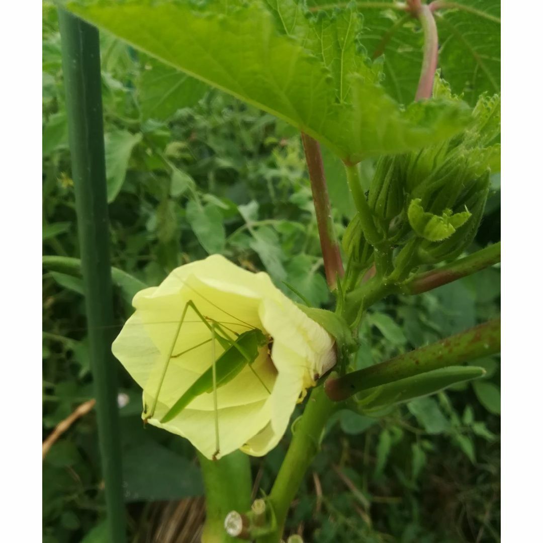 ■■今が播き時■■　！増量中！【丸オクラ　おくら】　自家採種　自然農法　自然栽培 食品/飲料/酒の食品(野菜)の商品写真