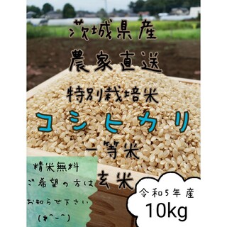 玄米コシヒカリ 　10キロ　令和5年　お米　白米　精米　 茨城県産(米/穀物)