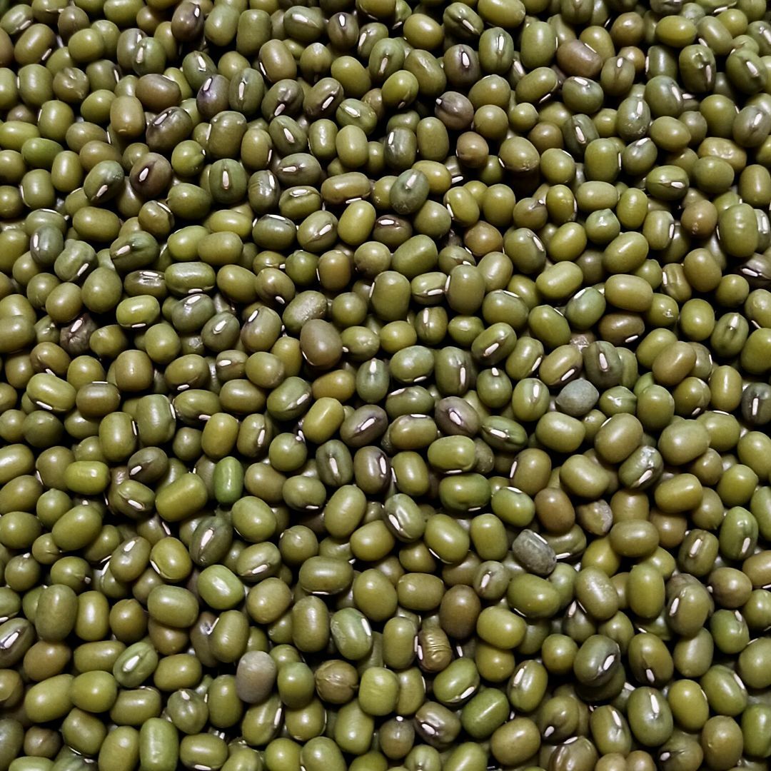 スプラウト種子 S-17 グリーンマッペ（緑豆） 20ml 約240粒 x 2袋 食品/飲料/酒の食品(野菜)の商品写真