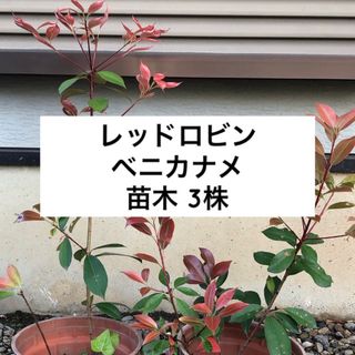 【限定】レッドロビン ベニカナメ 苗木 3株 ＊ 紅カナメ ベニカナメモチ(その他)