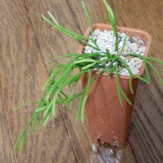 多肉植物  サボテン リプサリス カスッサ(その他)