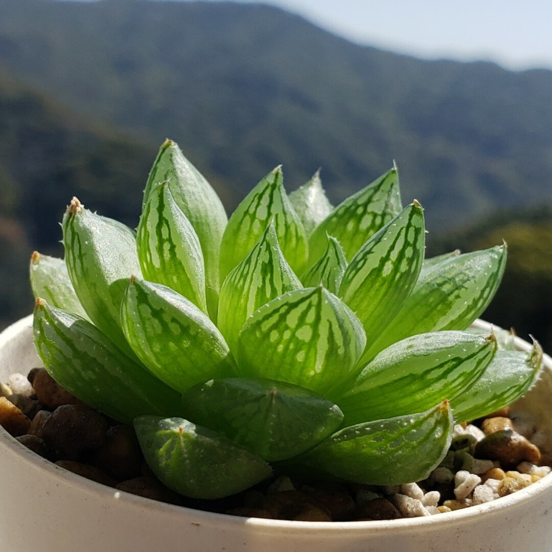 多肉植物 ハオルチア オプツーサ ハンドメイドのフラワー/ガーデン(その他)の商品写真