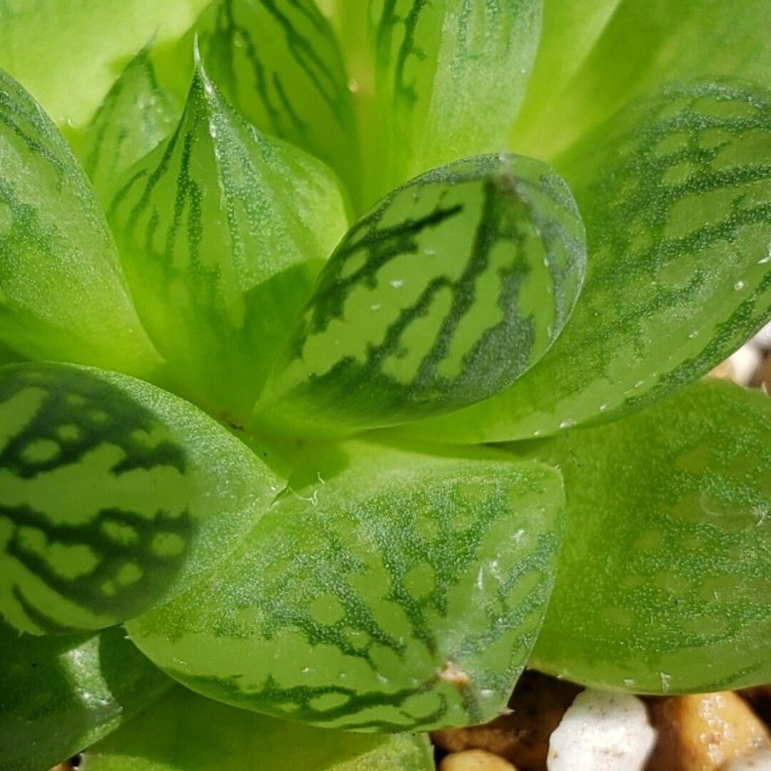 多肉植物 ハオルチア オプツーサ ハンドメイドのフラワー/ガーデン(その他)の商品写真