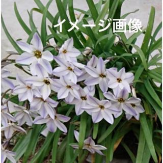 ハナニラ　白　球根25個 植えっぱなし球根　庭の花(プランター)