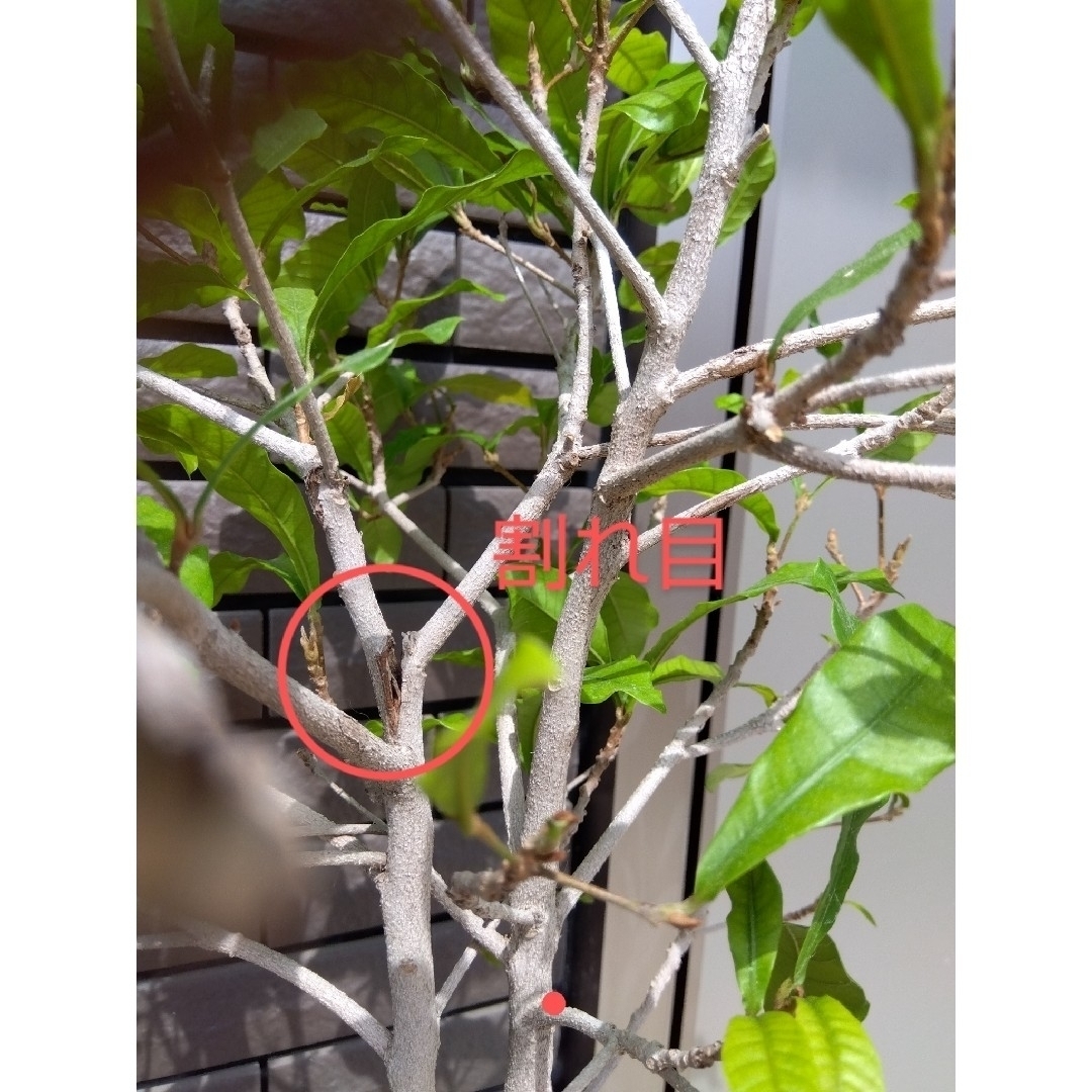 【珍しい】ミラクルフルーツの木　抜き苗　高さ70cm位 ハンドメイドのフラワー/ガーデン(その他)の商品写真