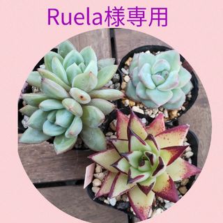 Ruela様専用   多肉植物   韓国苗(その他)