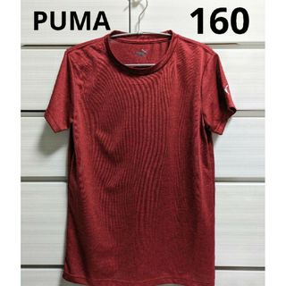 プーマ(PUMA)のプーマ　160　Tシャツ　スポーツ　半袖(Tシャツ/カットソー)