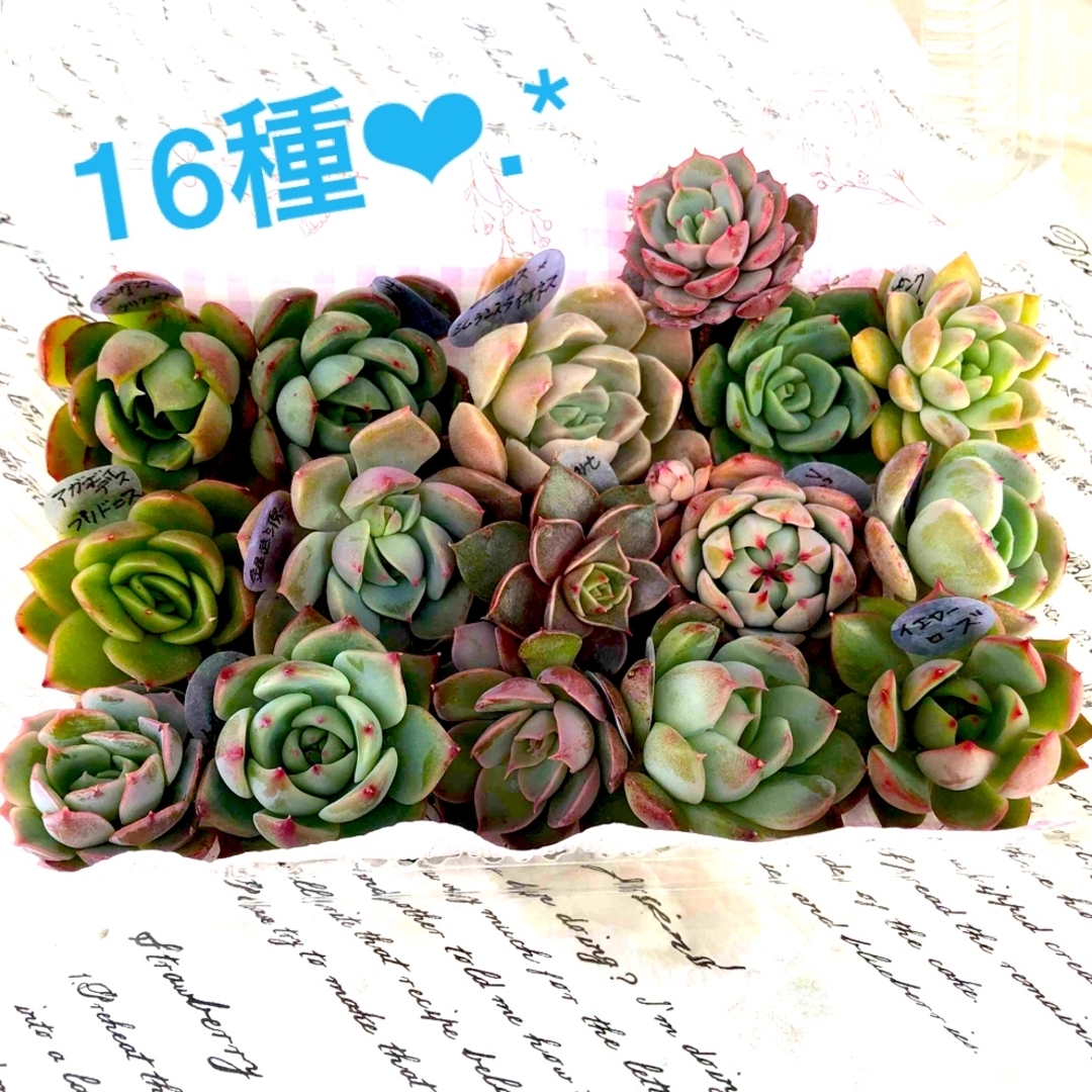 多肉植物 寄せ植え カット苗色々 - その他多肉植物 多肉植物 寄せ植え カット苗色々 - その他多肉植物