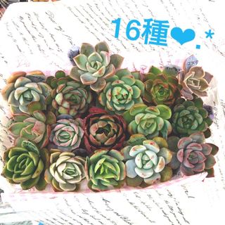 多肉植物カット苗☆16種☆寄せ植え(その他)