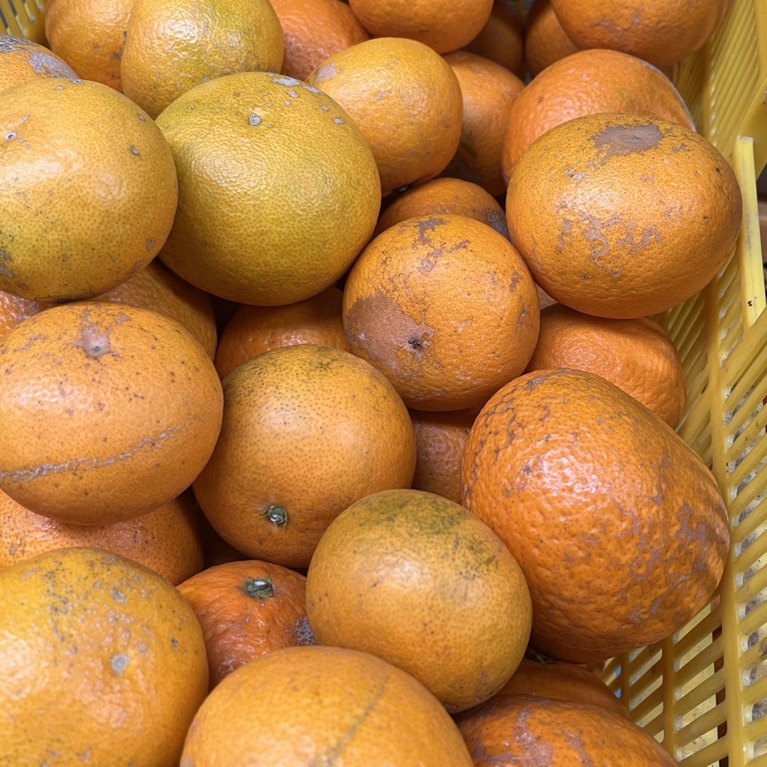 訳あり 清見オレンジ10kg サイズ混合 食品/飲料/酒の食品(フルーツ)の商品写真