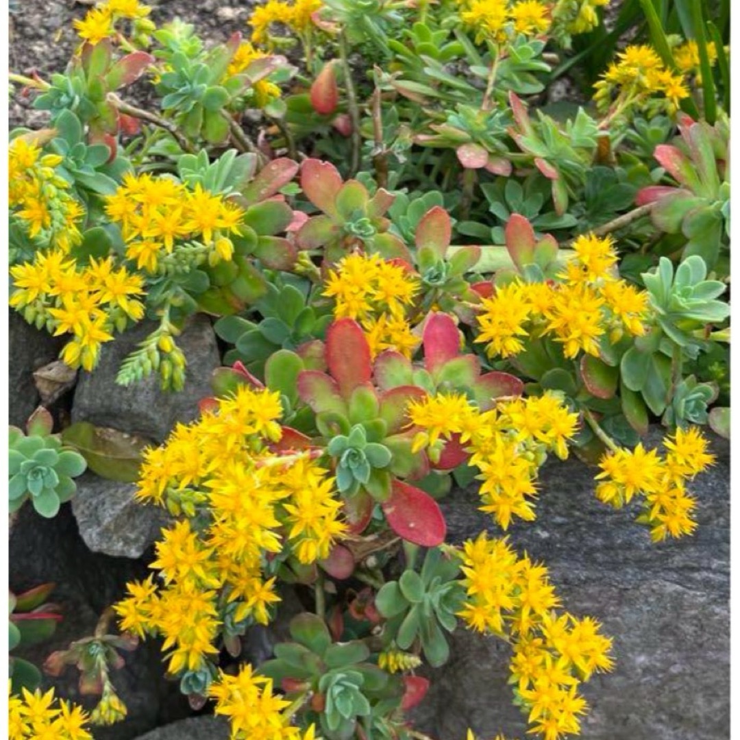 薄化粧 カット苗 7本 多肉植物 セダム 黄色い花 ハンドメイドのフラワー/ガーデン(その他)の商品写真