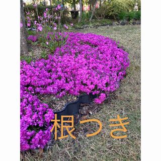 芝桜　ダニエルクッション　苗(その他)