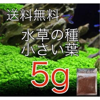 種から育てる水草　水草の種【小さい葉】5g(アクアリウム)