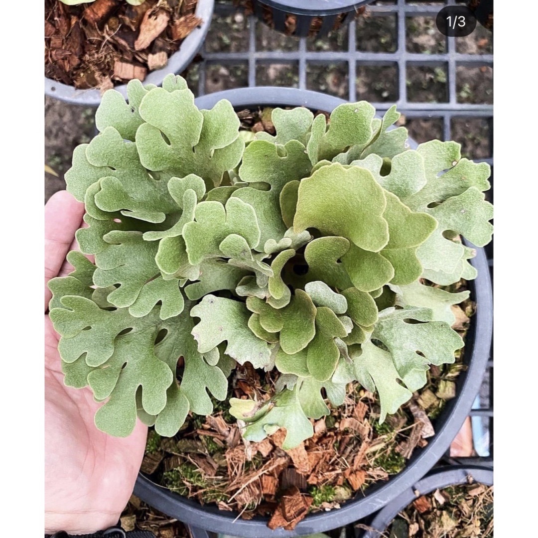 Platycerium ridleyi Silvery Dwarf ビカクシダ⑤ Platycerium ridleyi Silvery Dwarf ビカクシダ⑤