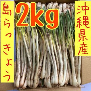 当日収穫　沖縄県産　島らっきょう　2kg 土・根付(野菜)