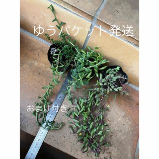 ネックレス3品種　ドルフィン/ルビー/三日月　抜き苗＋おまけ　多肉植物　セダム(その他)