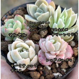 多肉植物 セット 小苗 実生苗 葉挿し苗 エケベリア(その他)