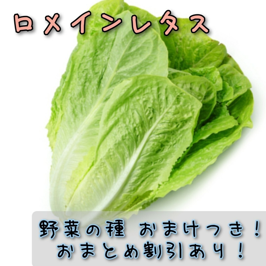 野菜の種 ロメインレタス 家庭菜園 おまとめ割引あり 種子 おまけ増量！ ハンドメイドのフラワー/ガーデン(プランター)の商品写真