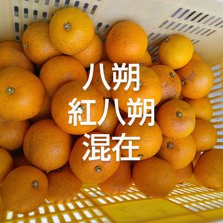 訳有、木なり八朔+紅八朔、5kg因島産広島県産産地直送家庭用農薬不使用、サイズ混(フルーツ)