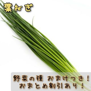 野菜の種 葉ねぎ 家庭菜園 おまとめ割引あり 種子 おまけ増量！(プランター)