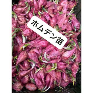 エシャロットShallotホムデン苗20個サイズバラバラ。ベットボトルでもok(野菜)