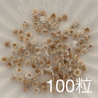 ブラウン系 かすみ草ドライフラワー100粒(ドライフラワー)