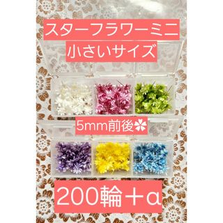 スターフラワーミニ 小さいサイズ 5mm前後 200輪＋α  花材 ケース入り(プリザーブドフラワー)