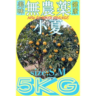 【自然栽培】高知県産　小夏　5kg(フルーツ)