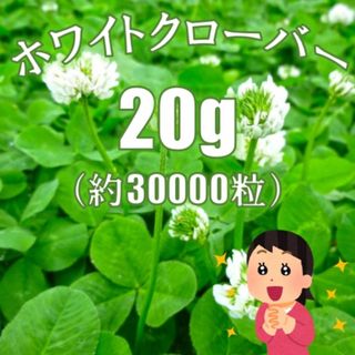 ホワイトクローバー シロツメクサ 種 グランドカバー (20g 約3万粒)(その他)