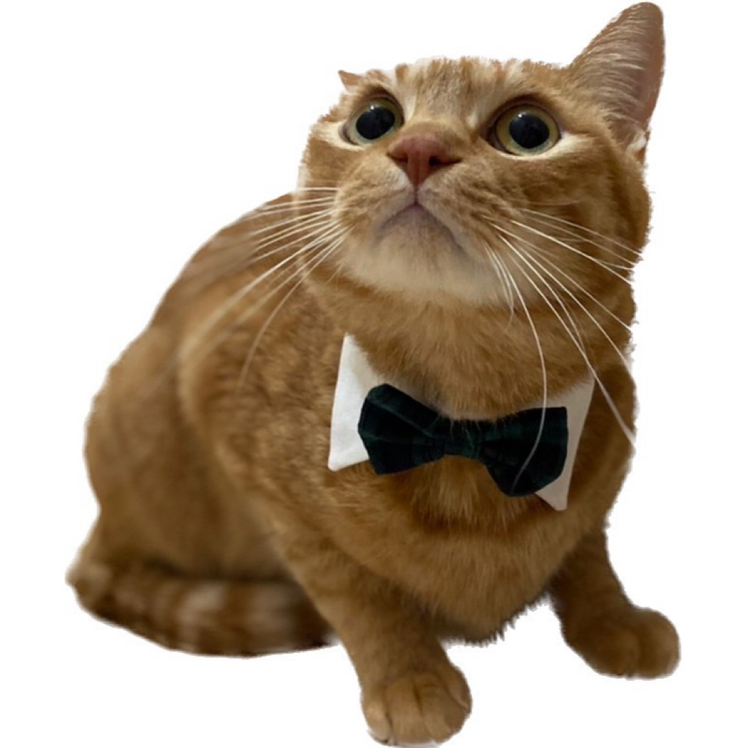 えり付き首輪(ワイシャツ 黒リボン) 猫 セーフティバックル ハンドメイドのペット(リード/首輪)の商品写真