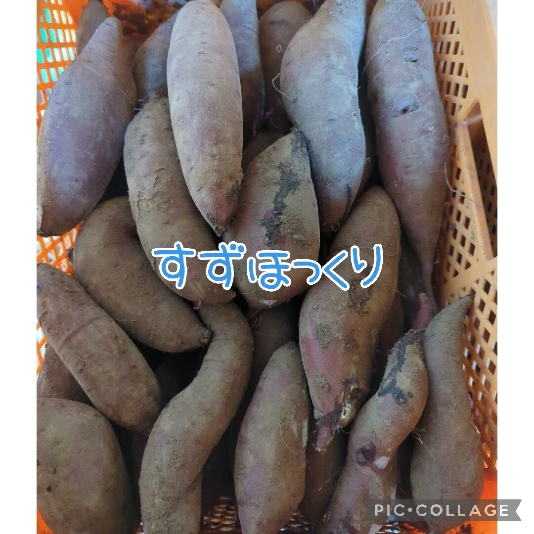 スージさま専用　すずほっくりBC、紅あずまBC、小さい栗かぐや　合わせて10kg 食品/飲料/酒の食品(野菜)の商品写真