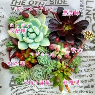 【多肉植物】黒法師 乙女心 虹の玉etc.カット苗 寄植え多肉セット(その他)