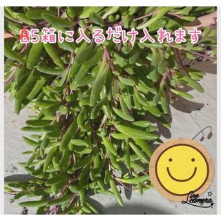 多肉植物  ルビーネックレス (その他)