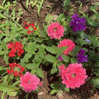 宿根バーベナ　花手毬　はなてまり苗　6苗で３色　鮮やかな赤、紫、ピンク(その他)