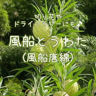 【風船とうわたのタネ】10粒 種子 種 フウセントウワタ 風船唐綿 切り花にも(その他)