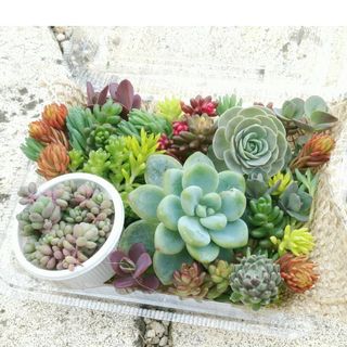 カラフル寄せ植え用　カット苗Set　　パープルヘイズ、オーロラブルー　　多肉植物(その他)