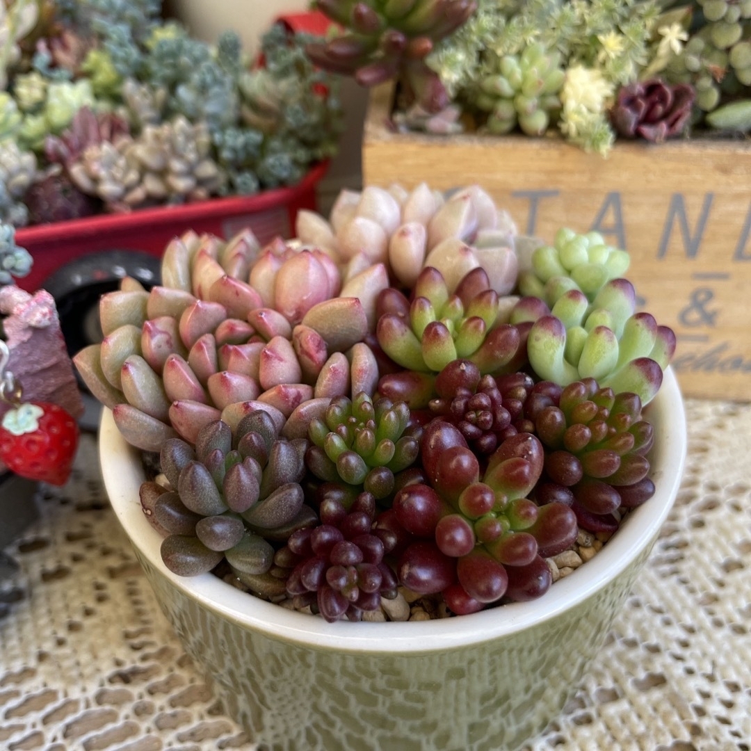 多肉植物　カット苗盛り合わせ💚 ハンドメイドのフラワー/ガーデン(その他)の商品写真