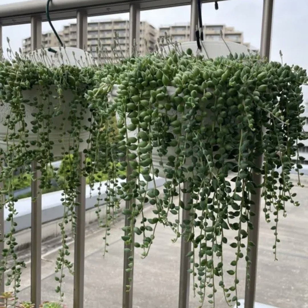 多肉植物　グリーンネックレスのカット苗 ハンドメイドのフラワー/ガーデン(その他)の商品写真